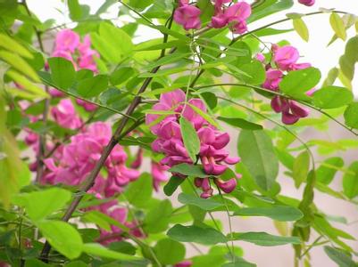 毒草槐/紫花槐