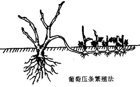 压条法