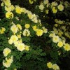 供给黄刺梅|黄刺梅价钱