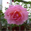 牡丹价钱|牡丹花