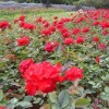 丰花月季|丰花月季价钱