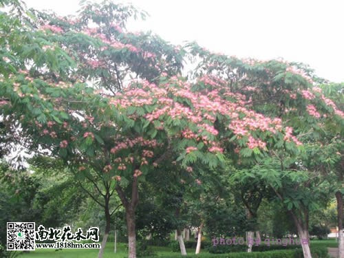合欢树