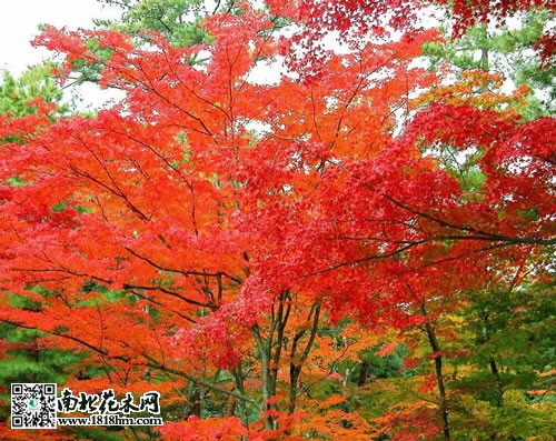 红枫