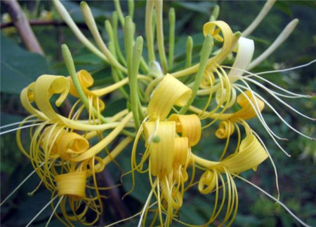 金银花
