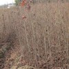供给地径1公分枫香·2公分枫香·3公分枫香小苗