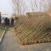 供给地径1公分紫薇·2公分紫薇·3公分紫薇小苗