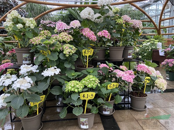 新优绣球花种类同台比美 - 复件.jpg